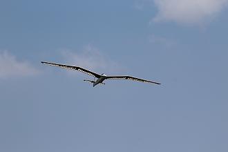 Click image for larger version

Name:	IMG_1202.JPG
Views:	406
Size:	29.3 KB
ID:	10906