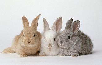Click image for larger version  Name:	rabbit-3.jpg Views:	1 Size:	38.9 KB ID:	23110