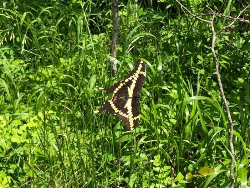 Click image for larger version

Name:	IMG_2920.JPG
Views:	269
Size:	211.8 KB
ID:	36934