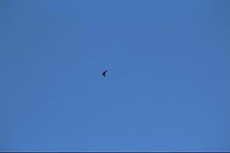 Click image for larger version

Name:	IMG_4101.JPG
Views:	349
Size:	8.8 KB
ID:	38072