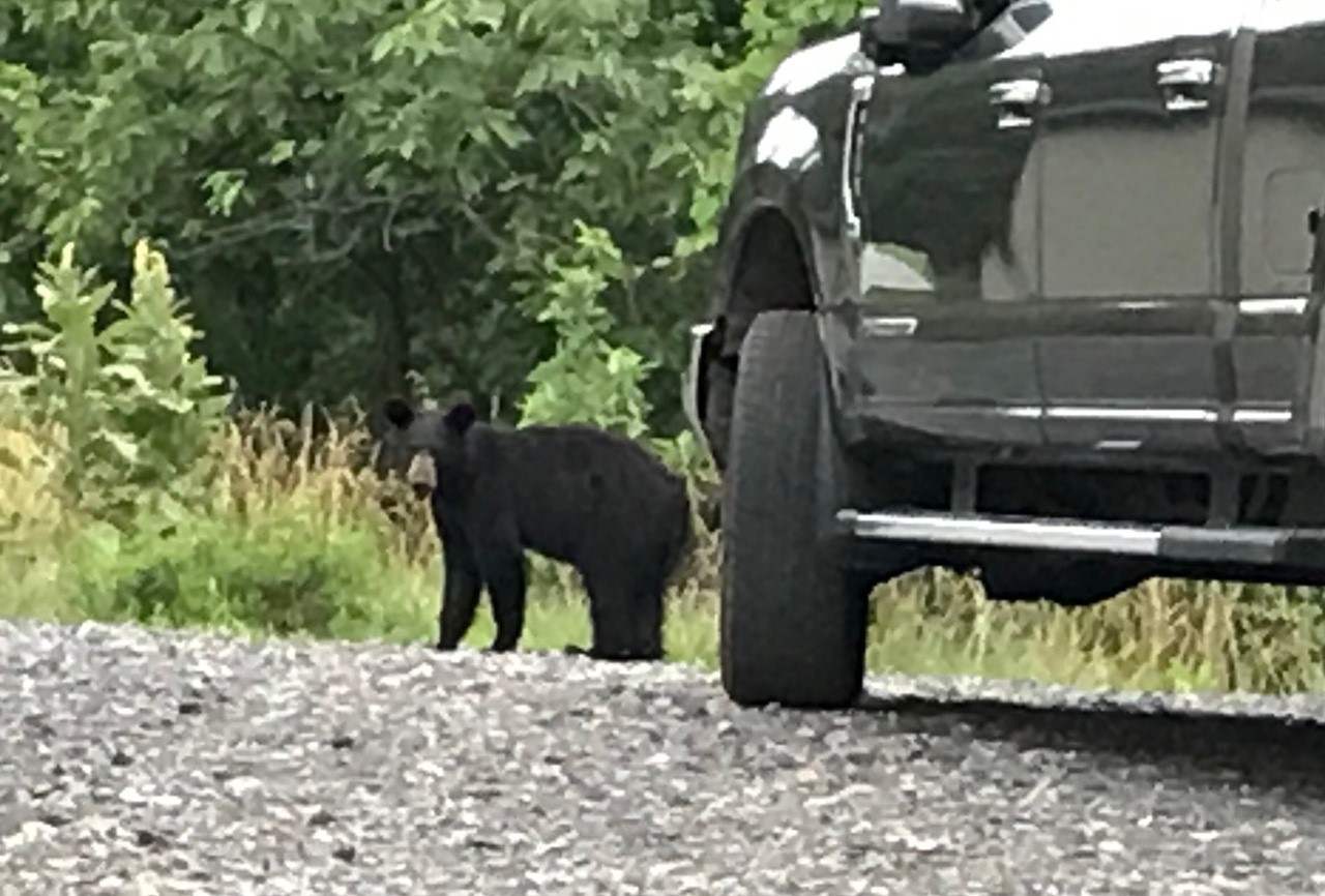 Click image for larger version

Name:	Young Bear.jpg
Views:	524
Size:	220.3 KB
ID:	45028